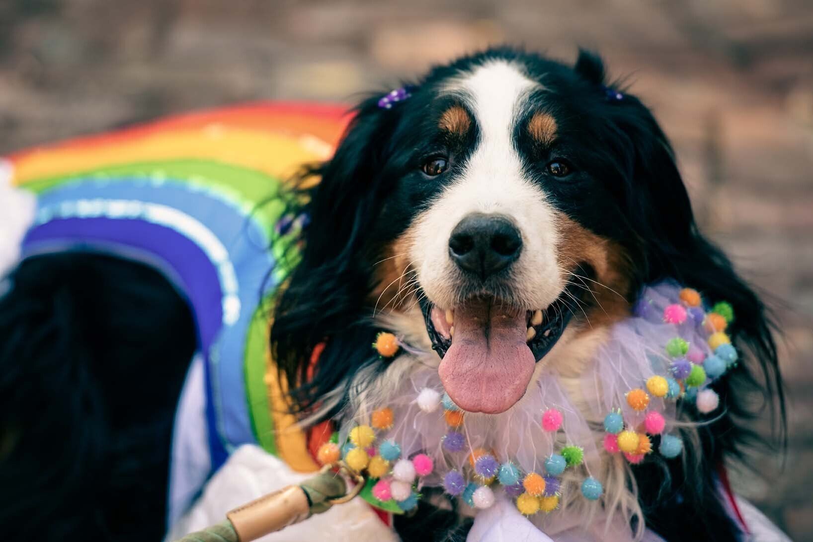 A dog is wearing a rainbow shirt and a necklace of confetti.