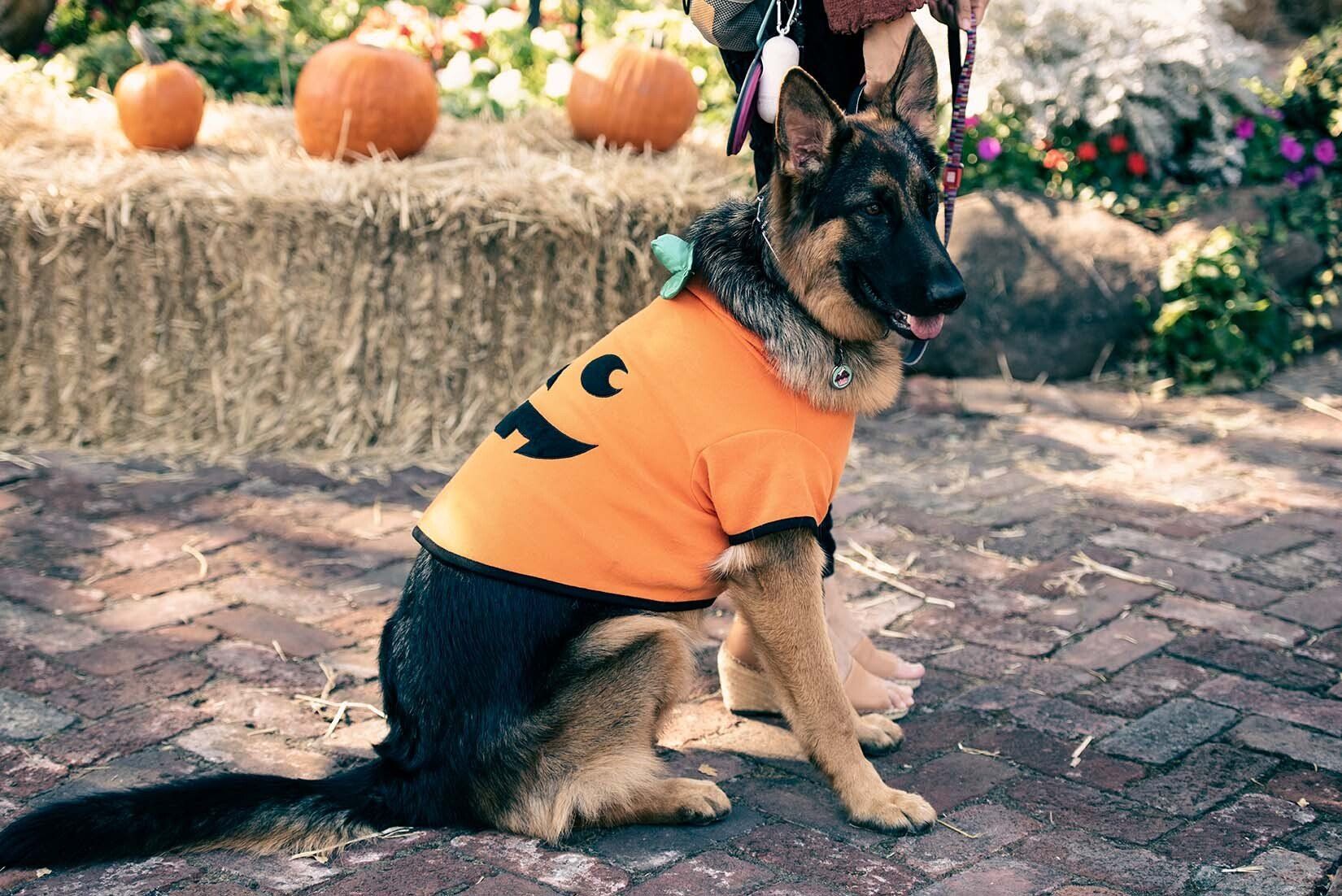 A german shepherd wearing a halloween costume is sitting on a brick sidewalk.
