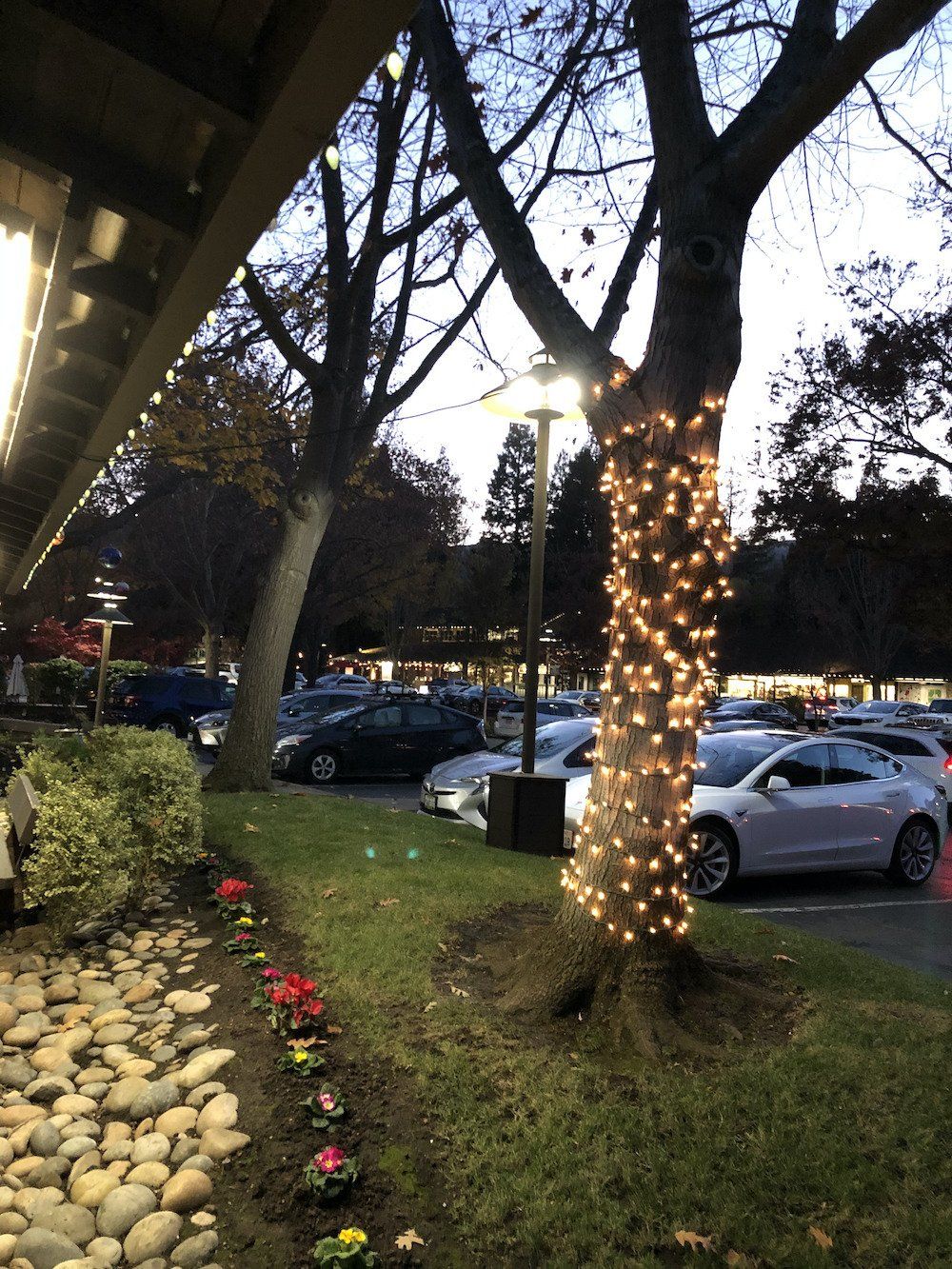 A tree with christmas lights wrapped around it in a parking lot