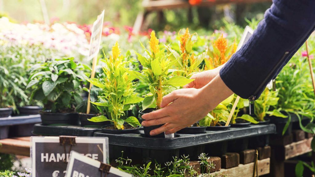 A person is reaching for a plant in a pot in a garden center.