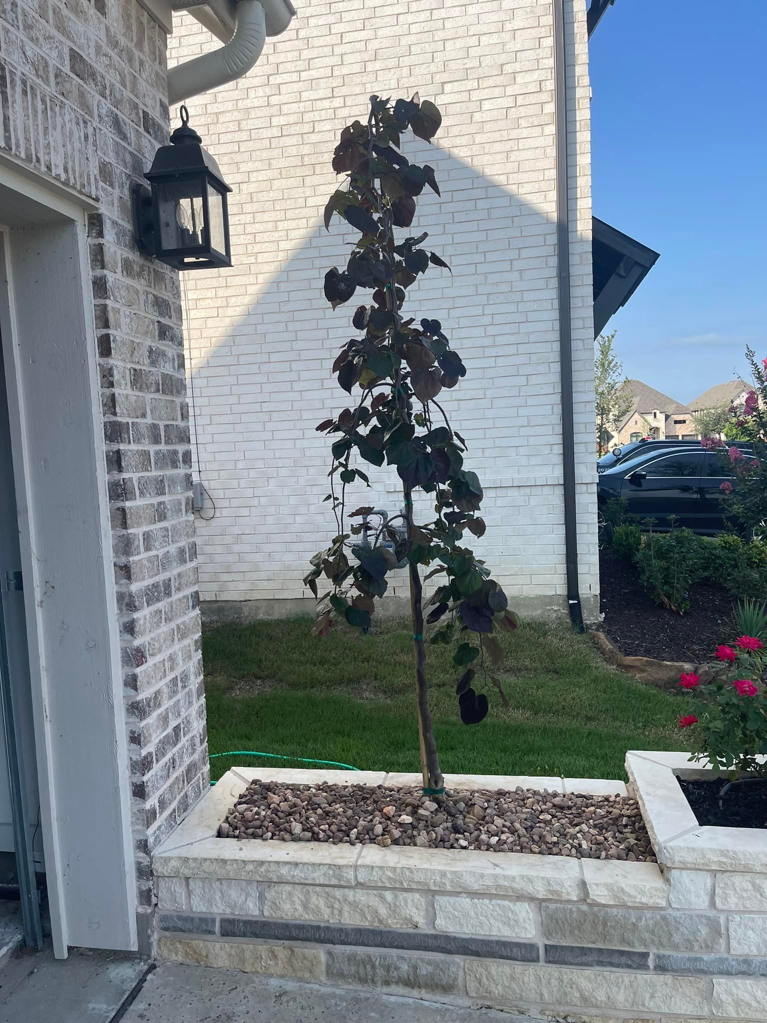 A tree in a planter in front of a white brick building.