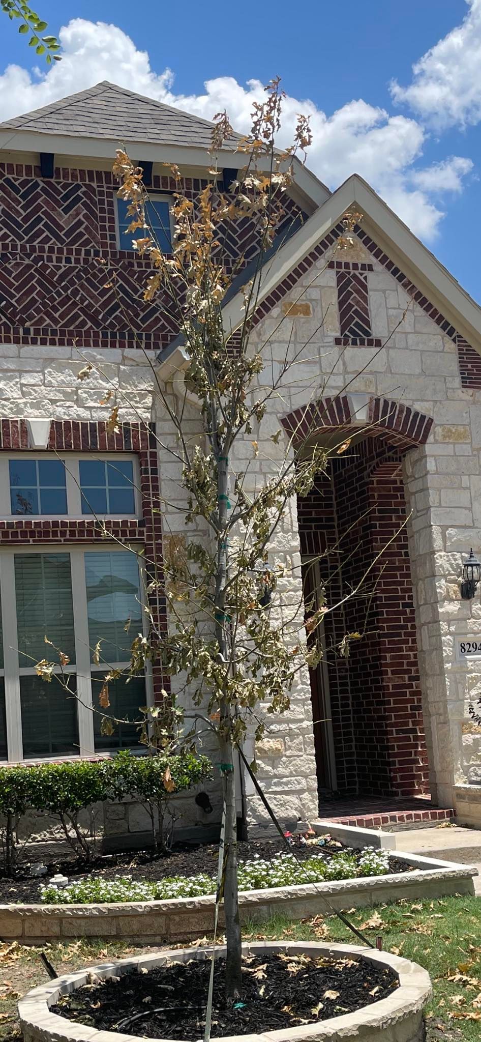 A tree in a pot in front of a brick house.