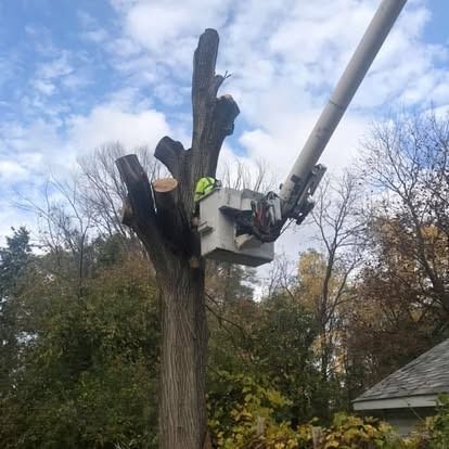 Tree trimming: A worker in a bucket lift cuts branches from a tall tree against a cloudy sky.