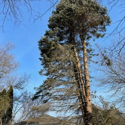 Tall evergreen tree against a clear blue sky, branches partially bare.
