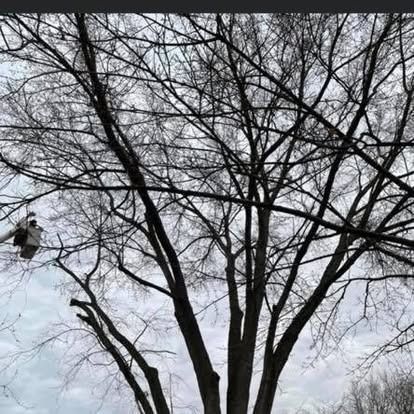 Bare tree branches against a cloudy sky. A person in a bucket truck trims the branches.