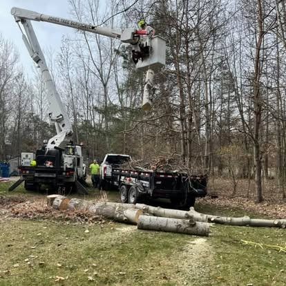 Tree removal: Worker in lift cuts branches; truck with a trailer; logs on ground.
