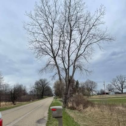 A tree stands by a rural road next to a mailbox under a cloudy sky.