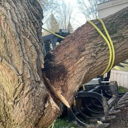 Skid steer cutting a large tree trunk. Yellow strap secures log. Outdoors, daylight.