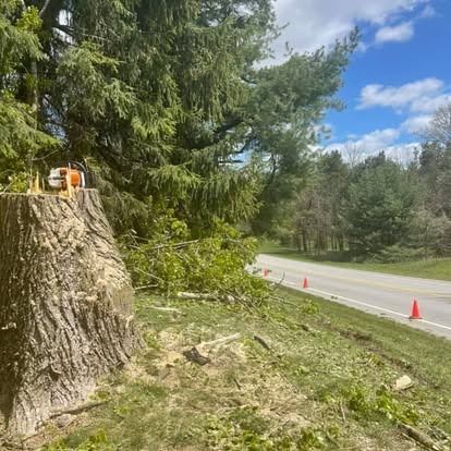 Tree stump with chainsaw on top, beside a road with orange safety cones.