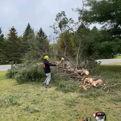 Person in a hard hat cutting a fallen tree with a chainsaw. Green grass, trees, and overcast sky.
