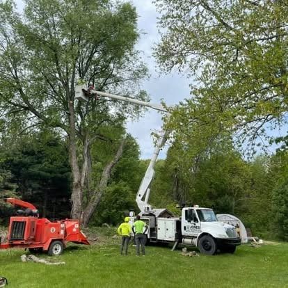 Tree service crew using a lift truck to trim a large tree in a grassy yard; chipper in view.
