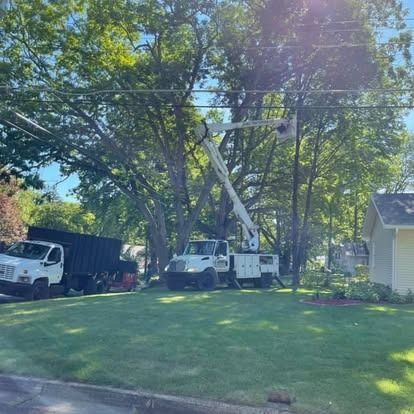 A tree trimming crew uses a lift truck to prune a large tree in a residential yard.