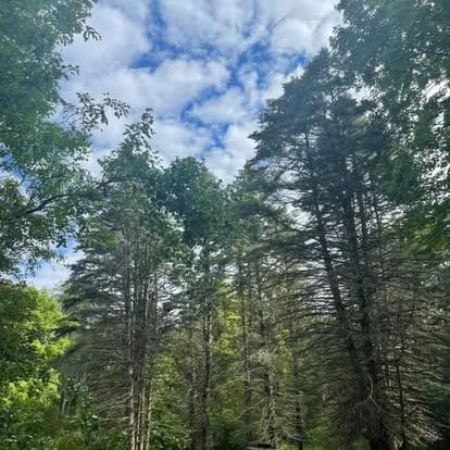 Tall trees reach towards a partly cloudy sky, creating a canopy in a forest.