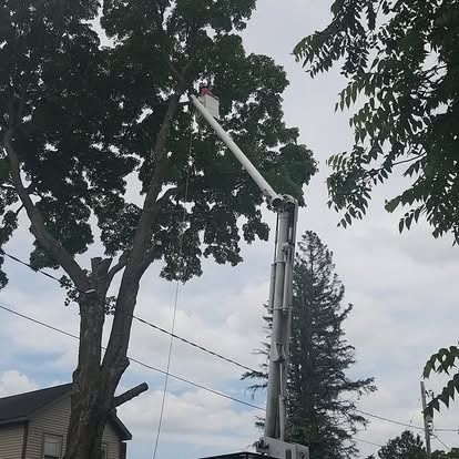 A tree being trimmed by a worker in a bucket truck on a cloudy day.