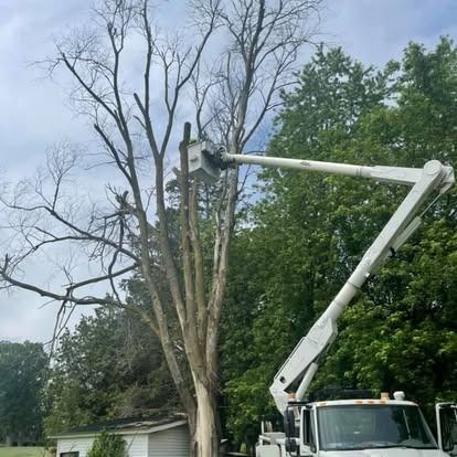A bucket truck trimming a tall, dead tree. Green trees and a white building in the background.
