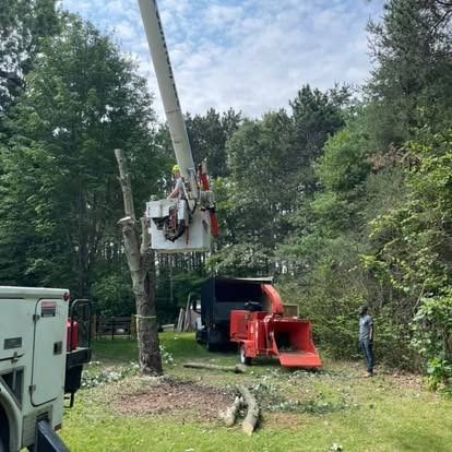 Tree being trimmed by a worker in a lift, with a wood chipper and helper on the ground. Outdoors, day.