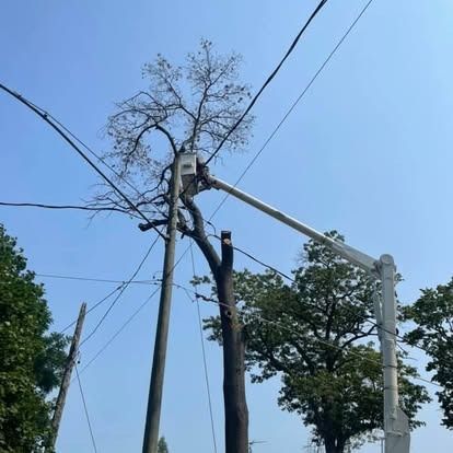 Workers in a lift trimming a tree near power lines on a sunny day.