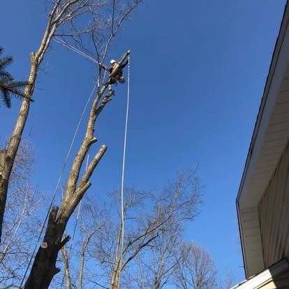 Arborist in a tree, secured with ropes, cutting branches under a blue sky.