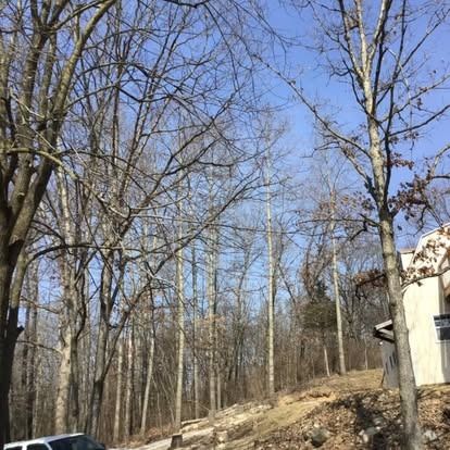 Bare trees against a blue sky; a sunny, wooded hillside. A building is partially visible.