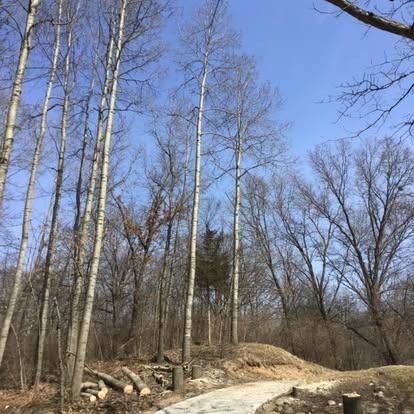 Bare trees line a paved path under a blue sky. Logs lie near the path's edge.