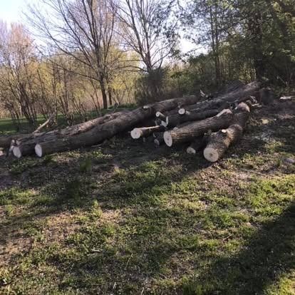 Logs lying on a grassy patch near trees, possibly recently cut down.