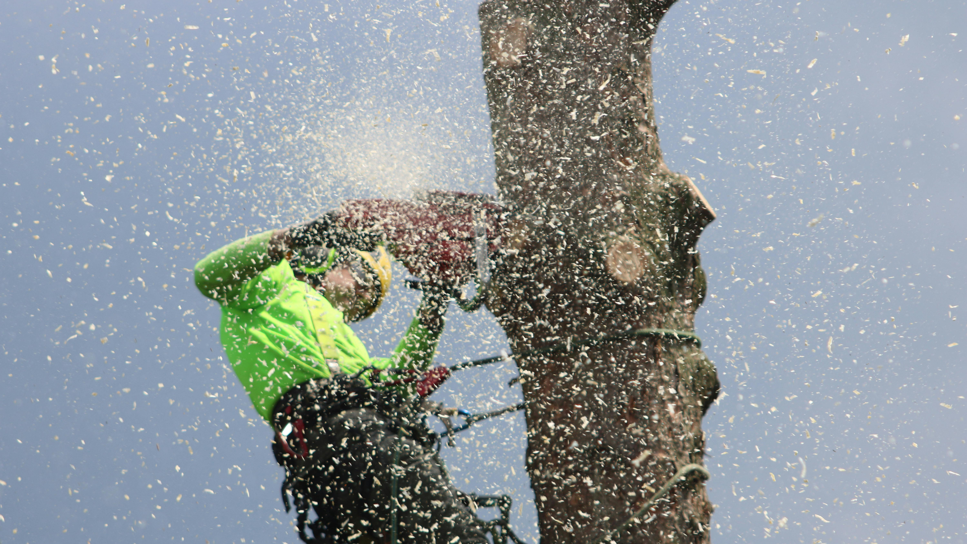 Arborist in green shirt using a chainsaw to cut a tree trunk, wood chips flying.