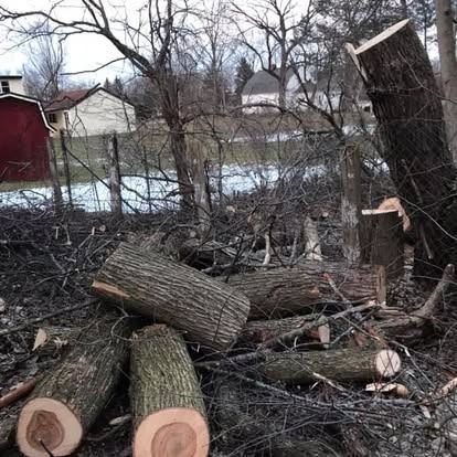 Logs and branches from cut trees lie in a pile, a red barn and houses in the background.