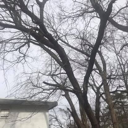 Bare tree branches reach upwards against a cloudy sky, with a white building visible in the corner.