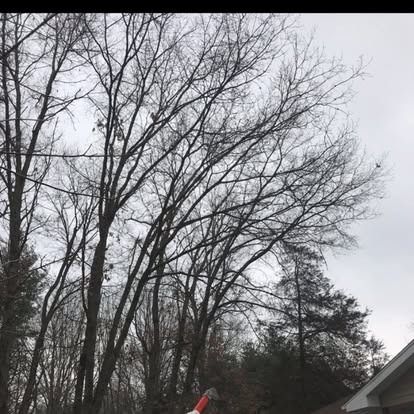 Bare trees against a cloudy sky, part of a building visible in the lower right corner.