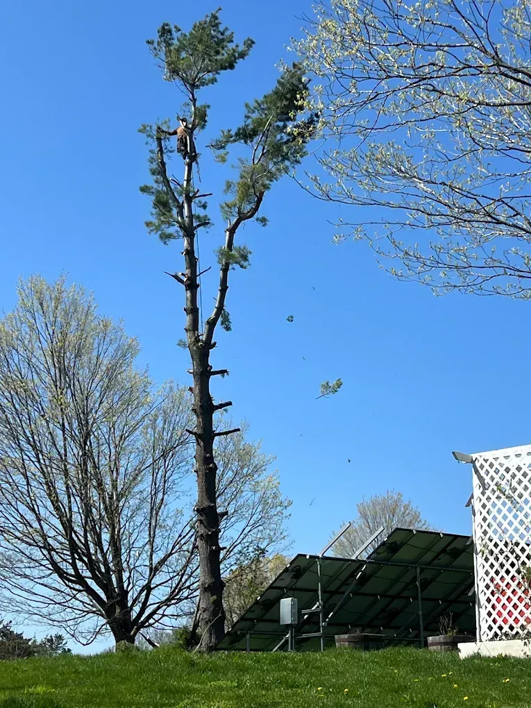 Person trimming tall tree against a blue sky, near solar panels and a white fence.