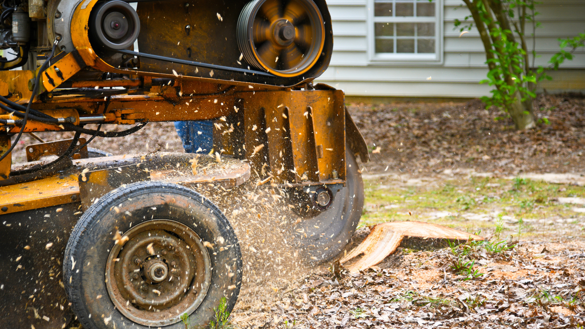 Yellow stump grinder grinding a tree stump into wood chips near a house.