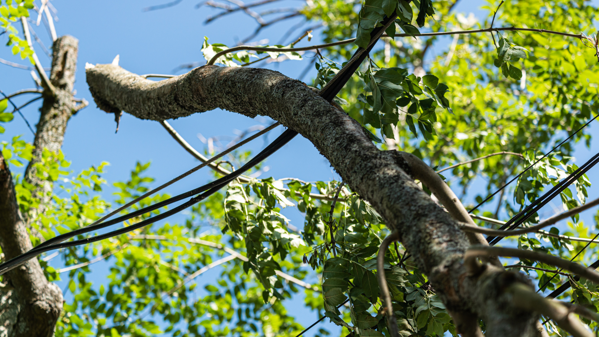 Bent tree branch against a blue sky, with green leaves and power lines visible.