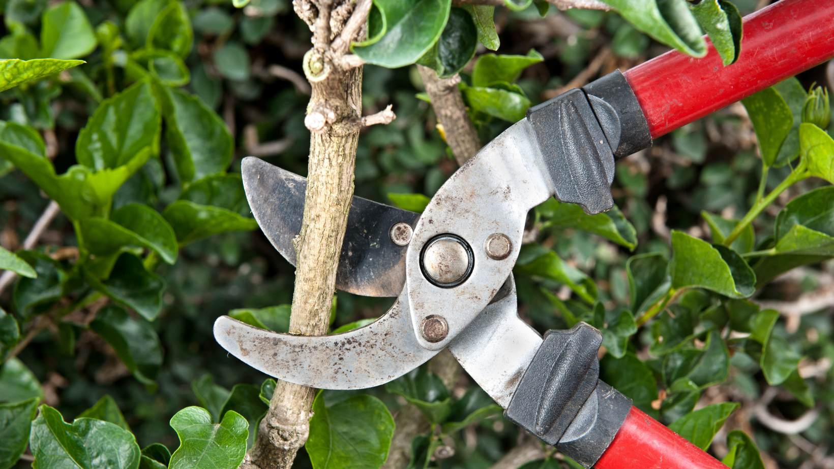 Pruning shears cutting a brown branch on a leafy green bush, red handles.