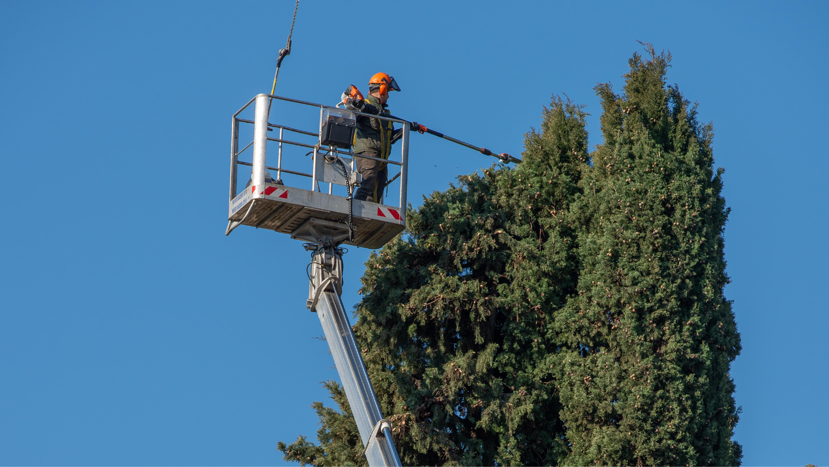 Man in a bucket lift, trimming tall green tree against a blue sky.