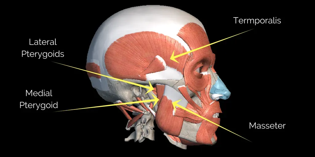 Side view of a human head, showing the skull, muscles, and anatomical labels like Temporalis and Masseter.