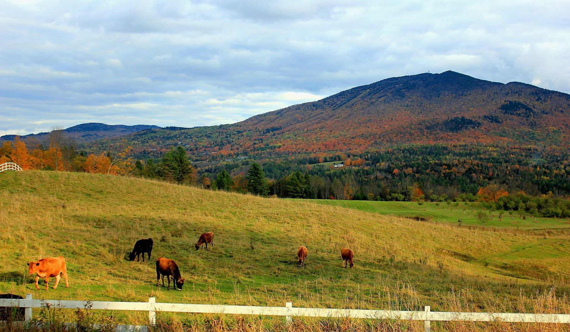 Cows graze in front of Burke, Mountain in fall