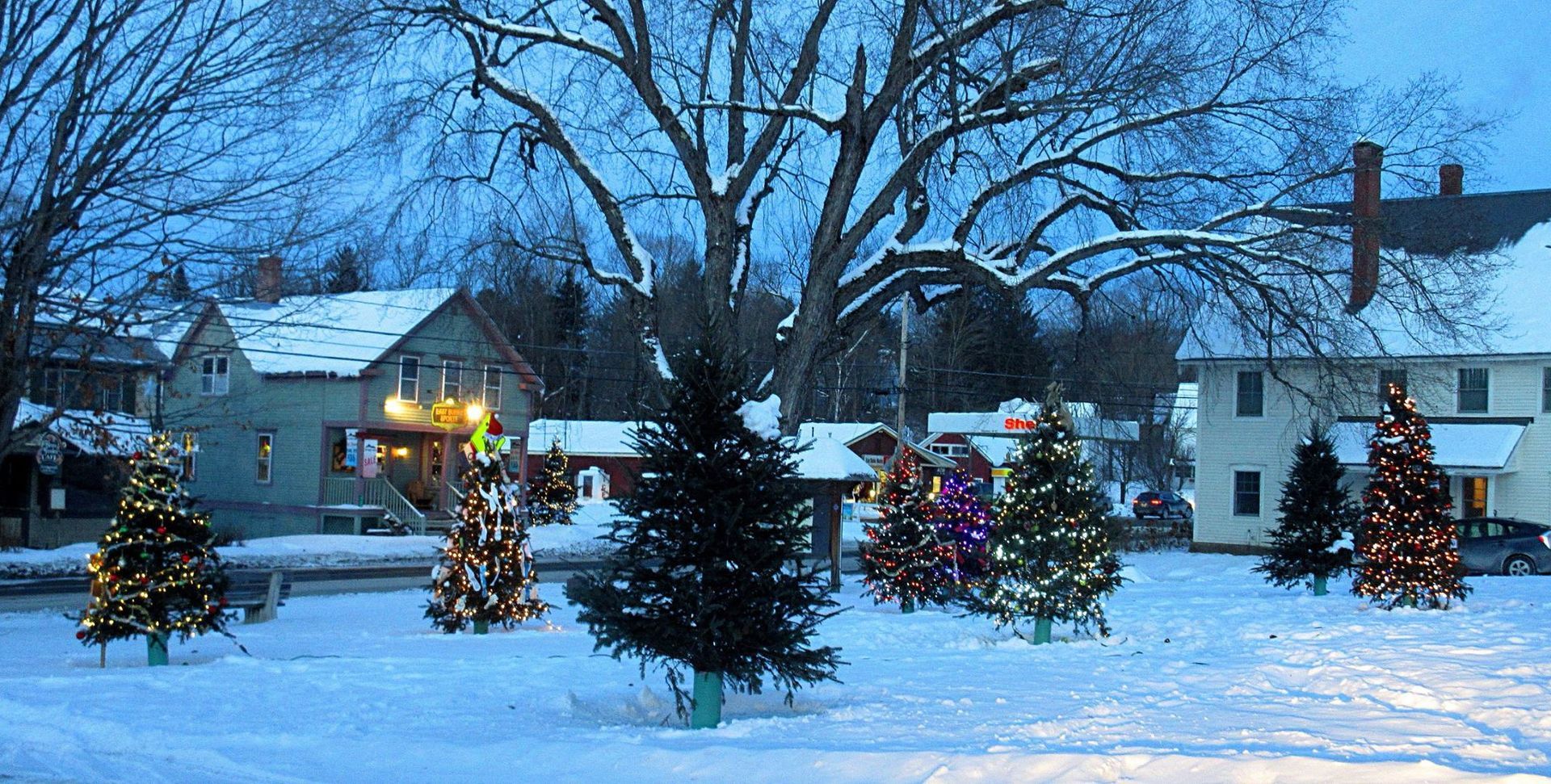Christmas trees in Burke, Vermont
