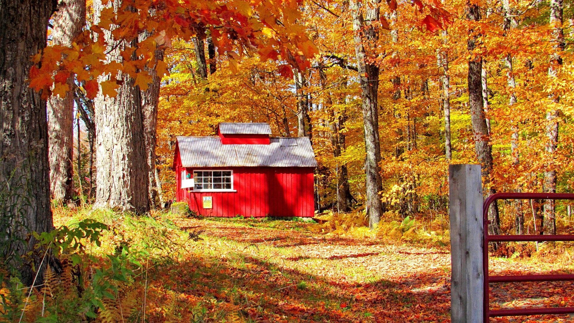 A sugarshack in East Burke, Vermont surrounded by fall foliage