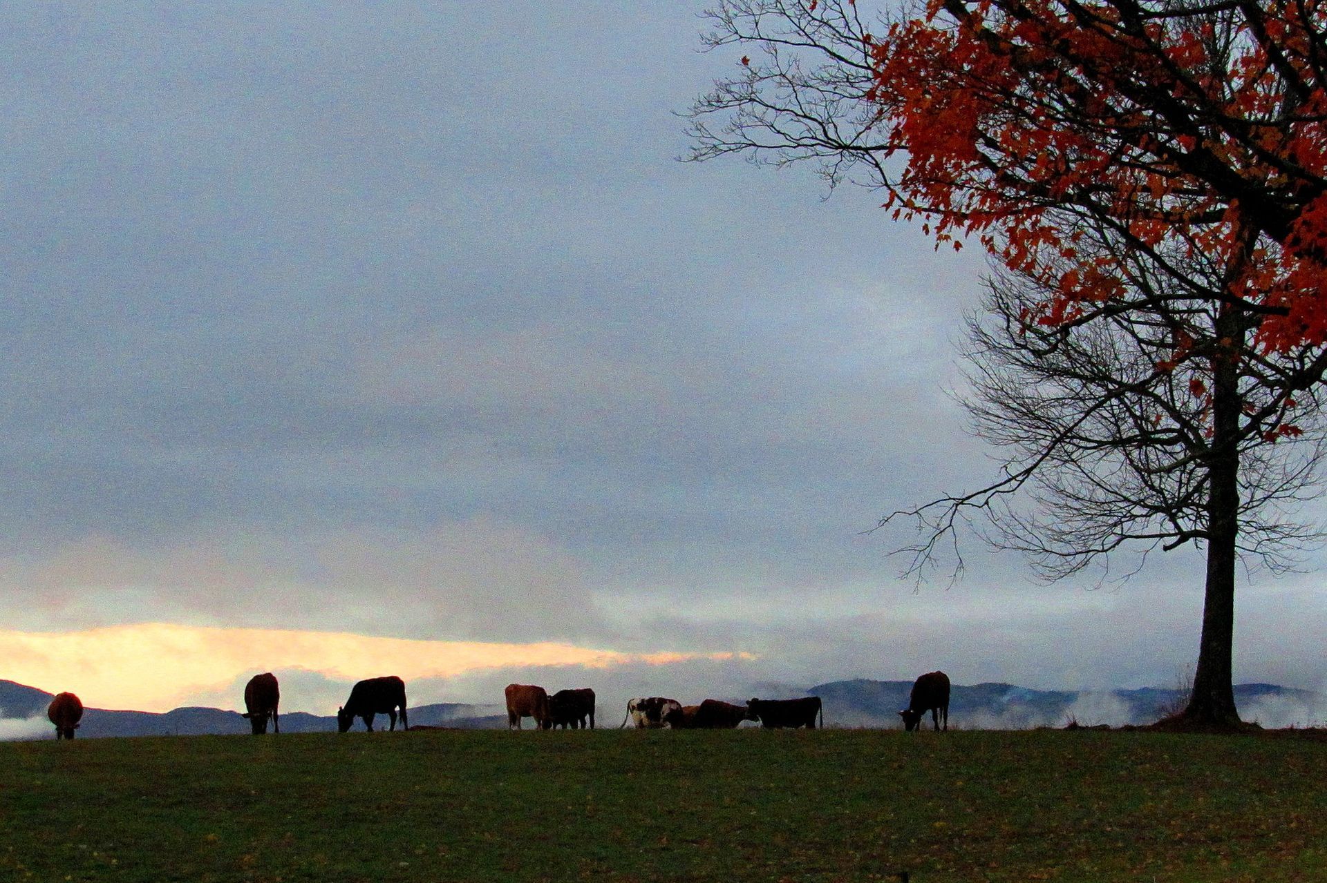 Cows graze surrounded by fog in Burke, Vermont