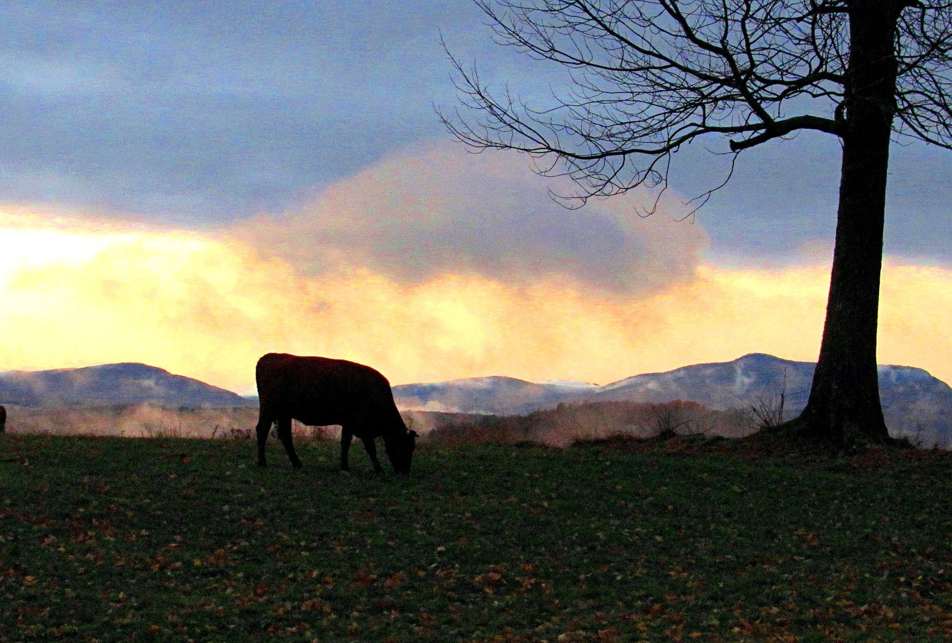A cow grazes in front of Burke, Mountain surrounded by mist