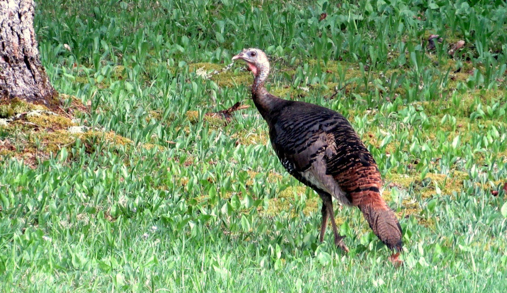 A wild turkey in Burke, Vermont