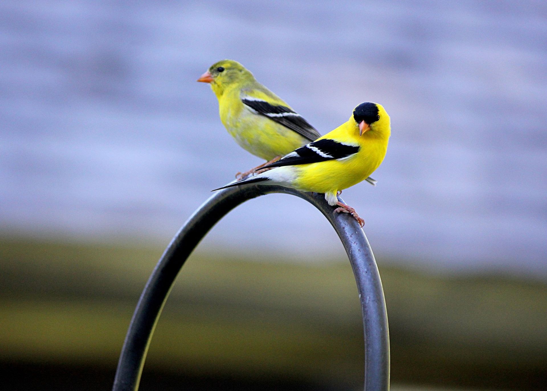 Two goldfinches in Burke, Vermont