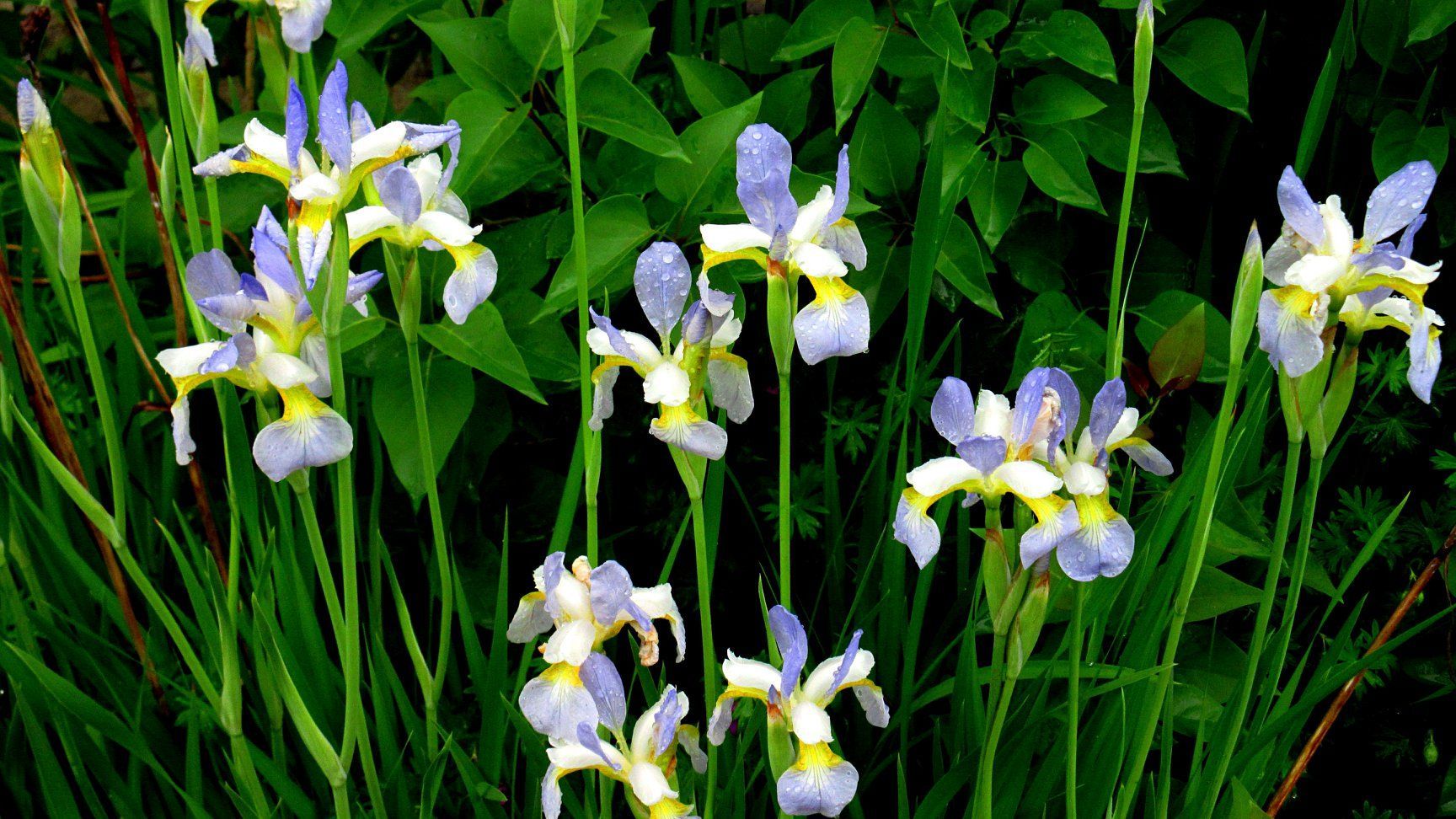 Irises in Burke, Vermont