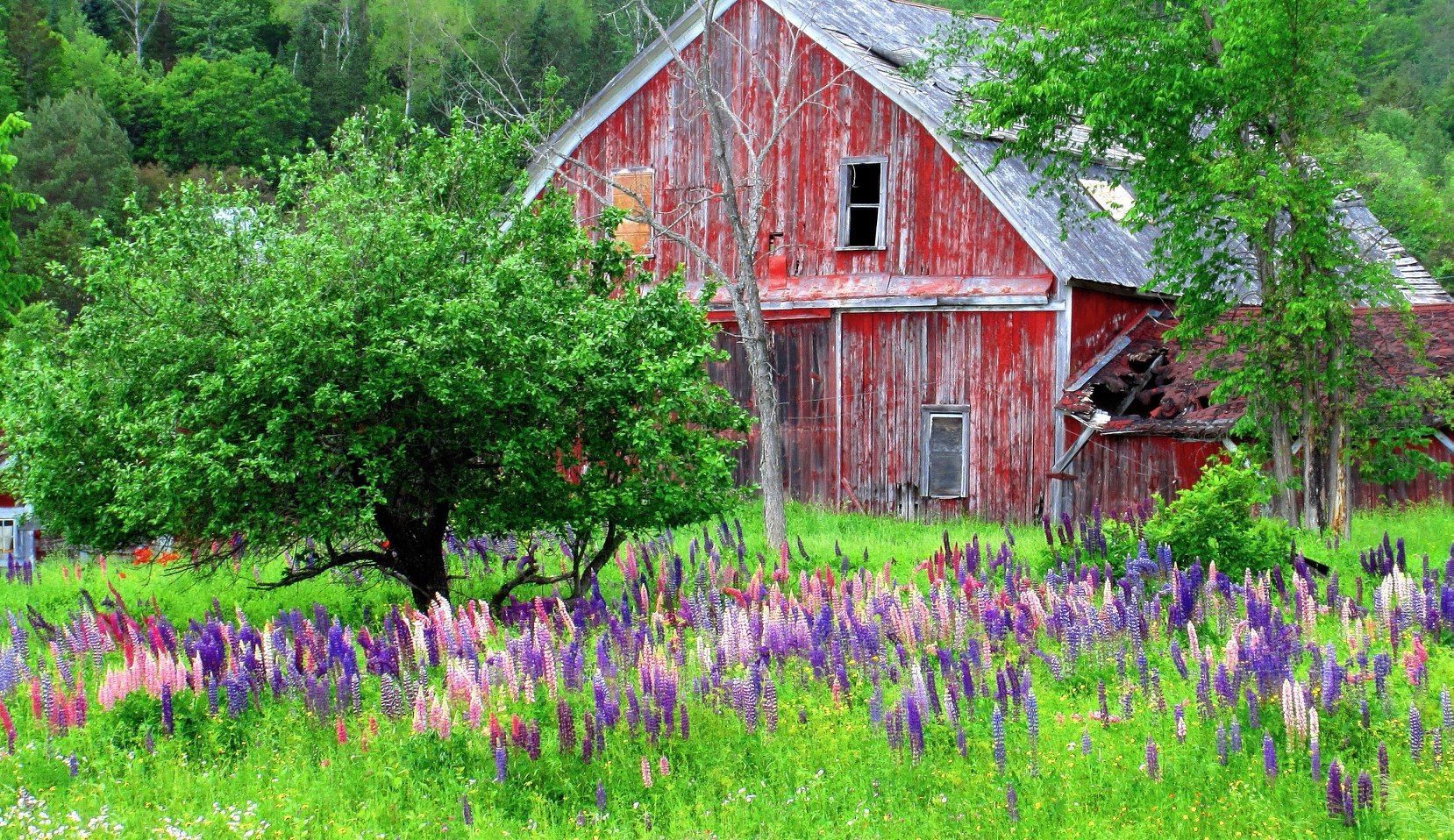 Lupines bloom in front of a red barn in Burke, Vermont