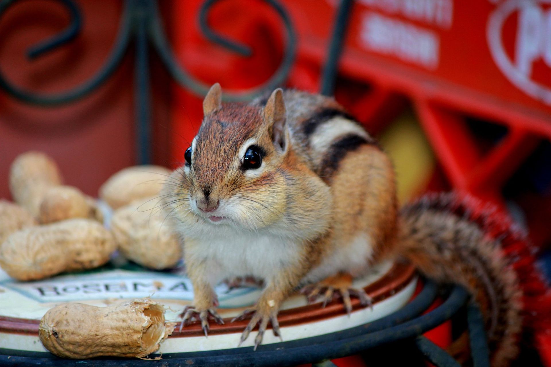 a chipmunk in spring in Burke, Vermont