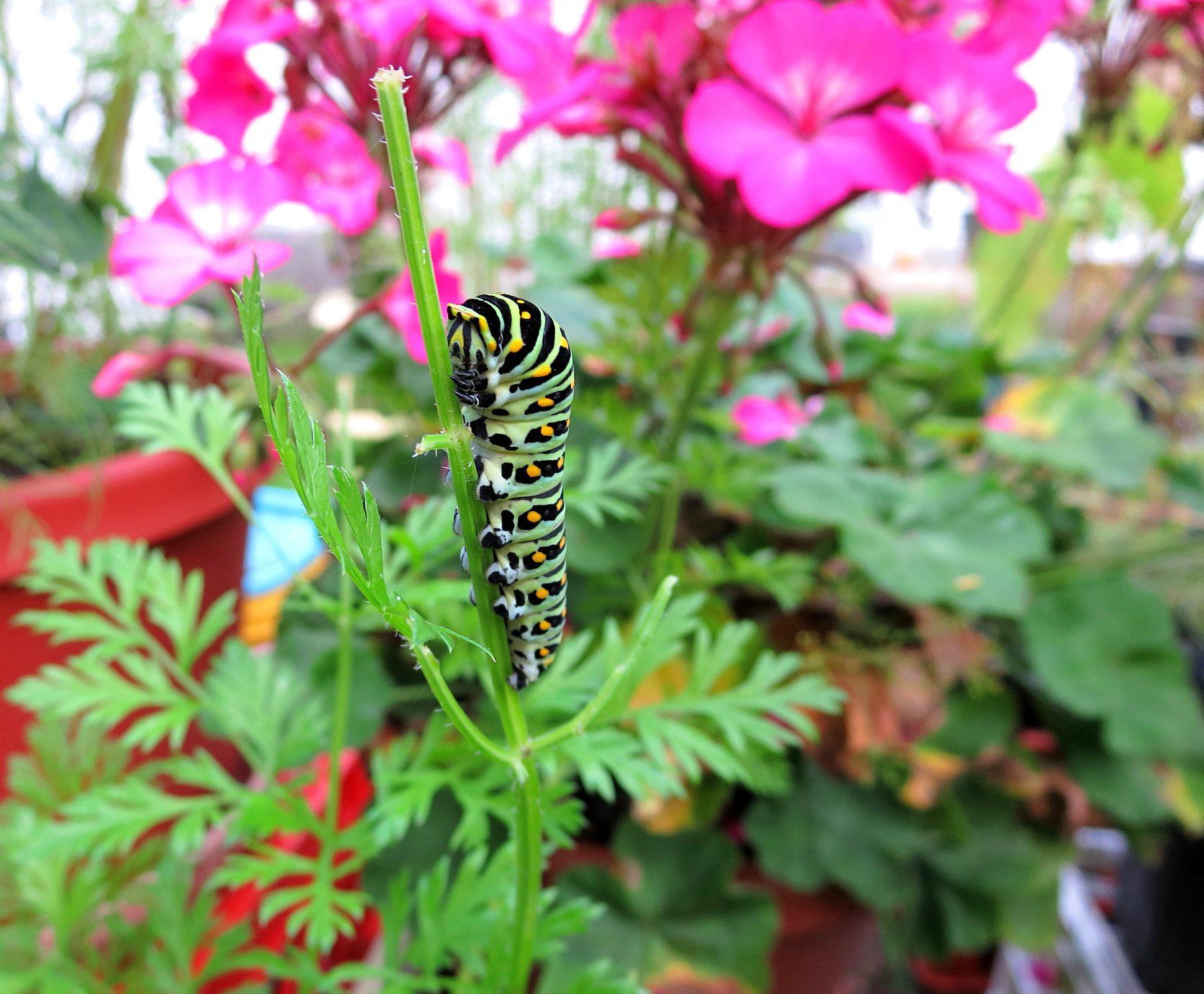An eastern black swallowtail caterpillar climbs a stem in Burke, Vermont