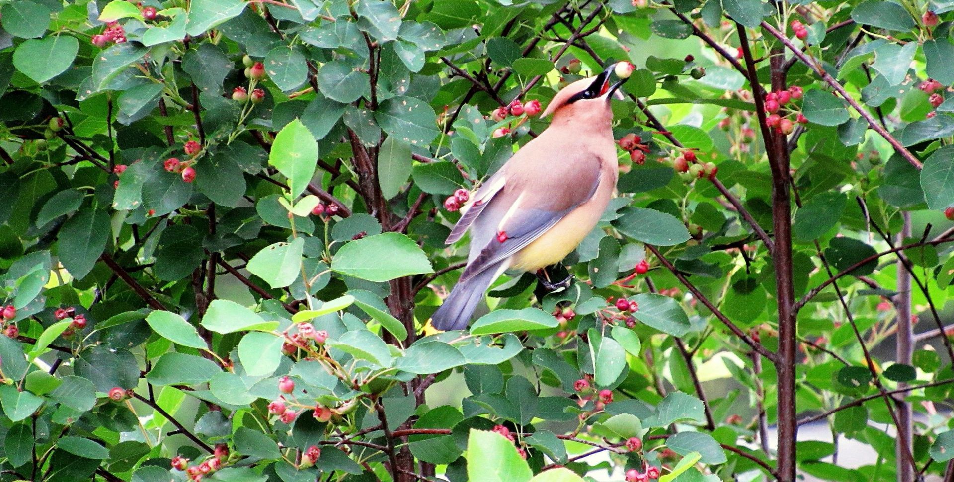 A cedar waxwing bird in Burke, Vermont
