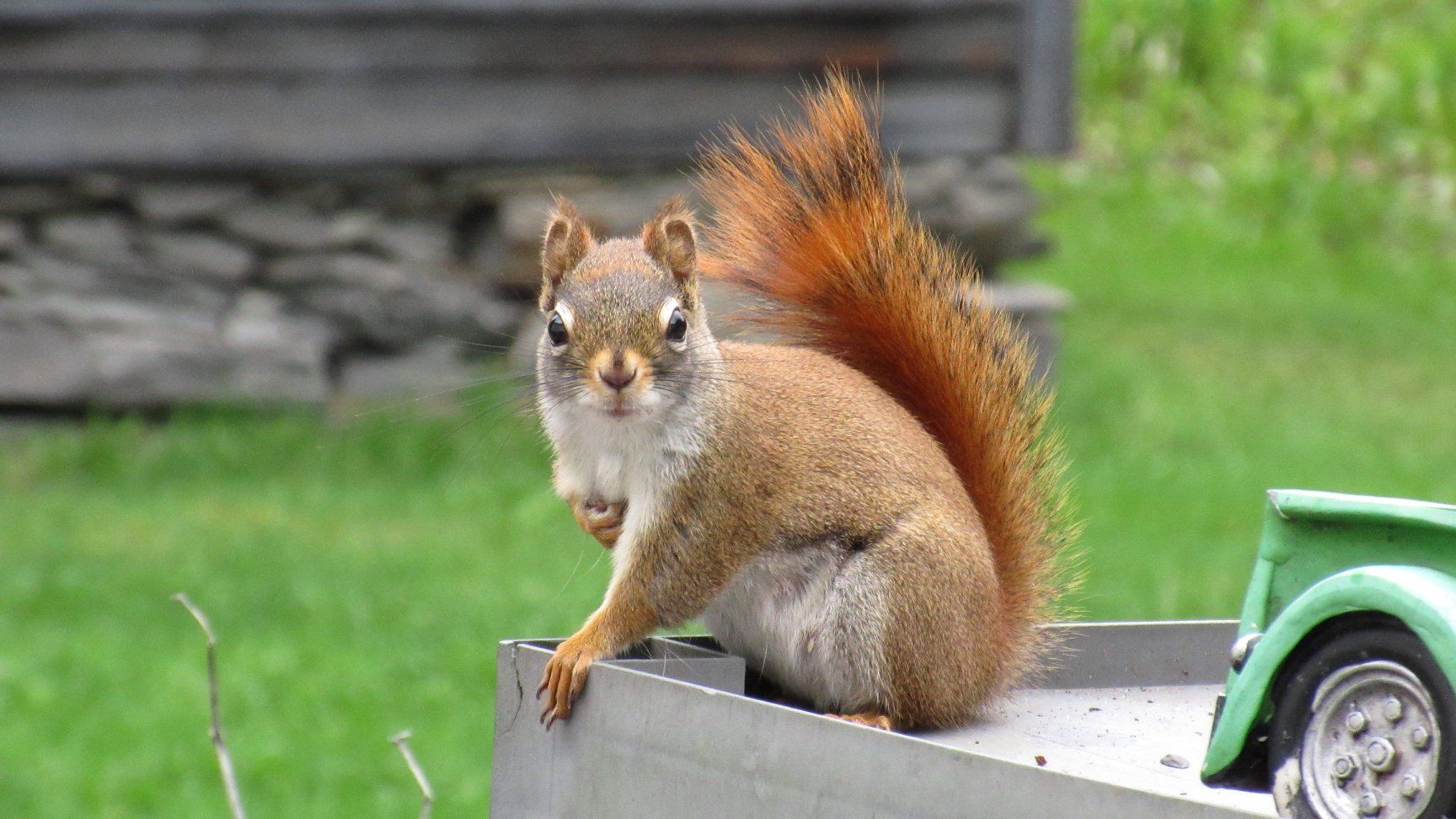 A squirrel in Burke, Vermont