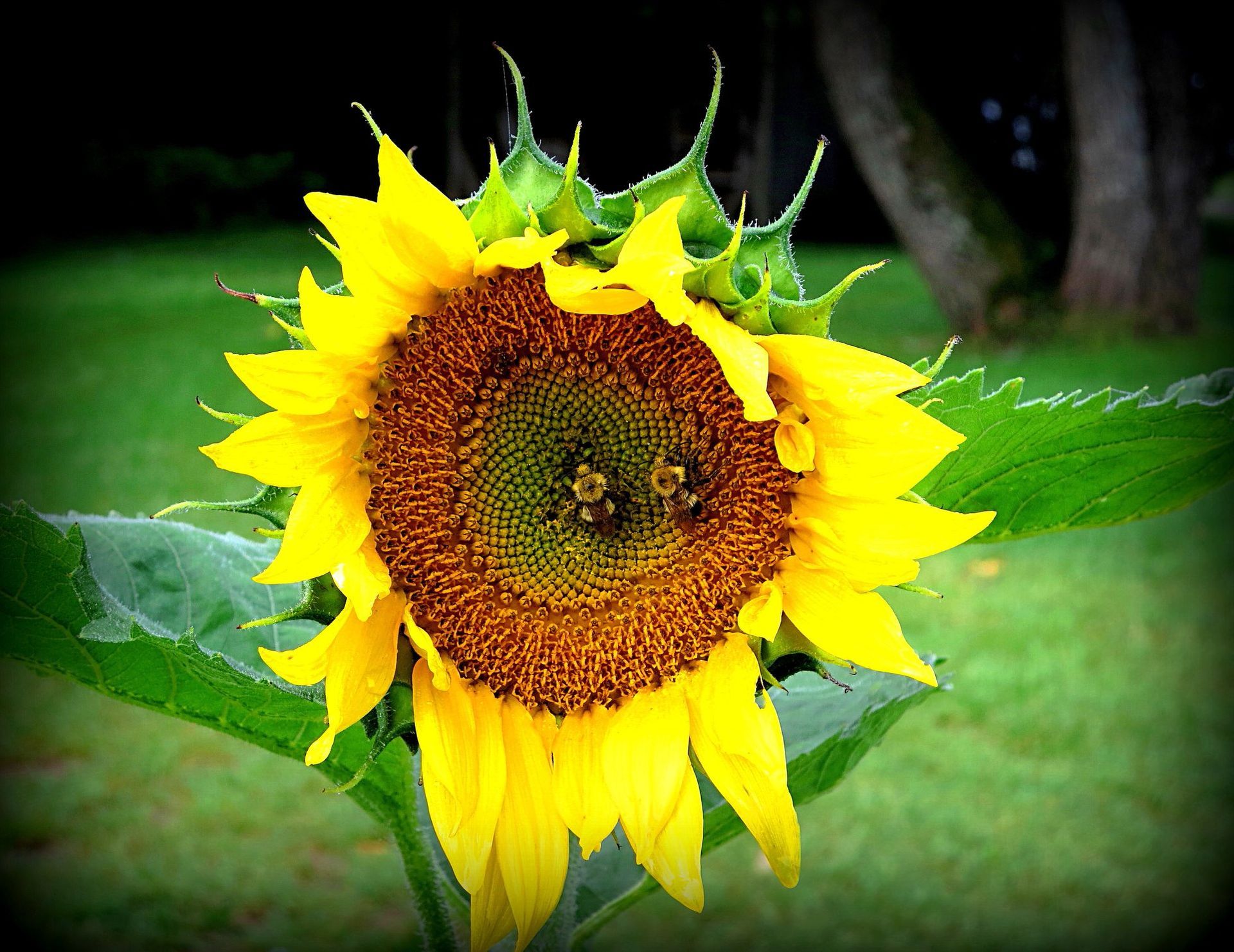 2 bees pollinate a sunflower in Burke, Vermont