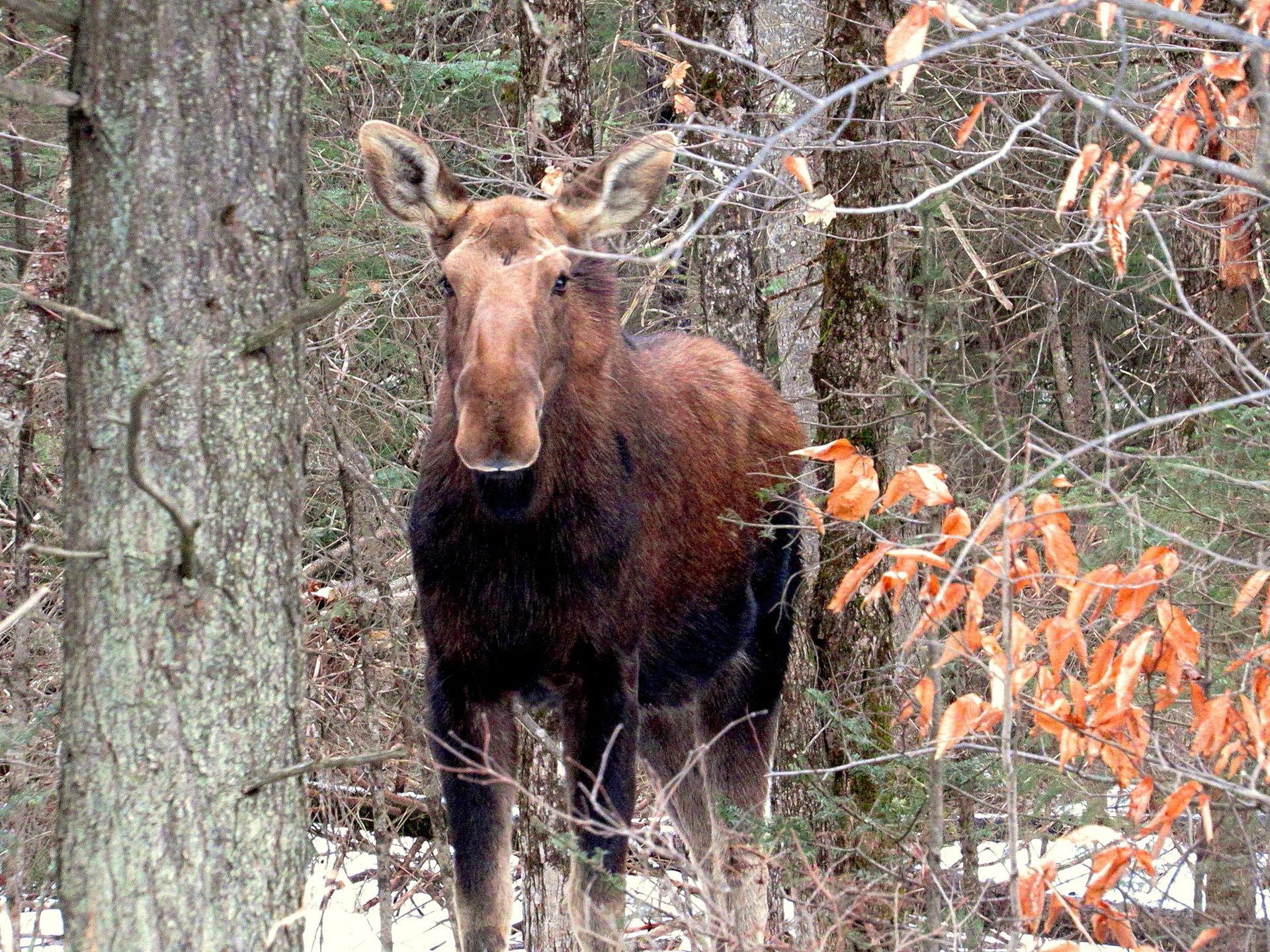 A moose during winter in Burke, Vermont